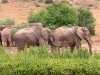 Africa 4 187